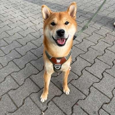 Shiba - Eltern-Beitrag-Bild