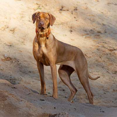 Rhodesian Ridgeback-Beitrag-Bild