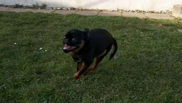 Lustigsten Grimassen von euren Hunden-Beitrag-Bild