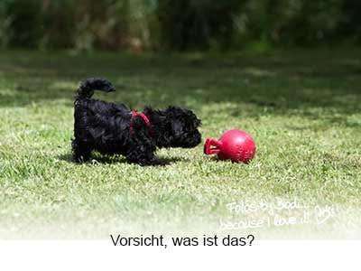 Brachycephale Hunderassen-Beitrag-Bild