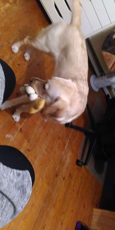 Tipps, Tricks, Klatsch und Tratsch über den Labrador-Beitrag-Bild