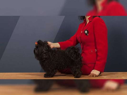 Brachycephale Hunderassen-Beitrag-Bild