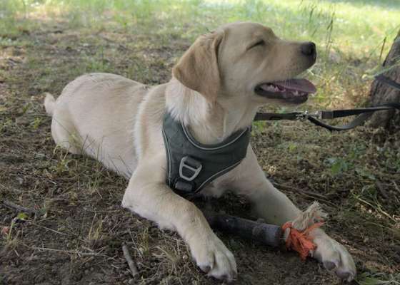 Wie sitzt mein Maulkorb / Maulkorb-Beratung-Beitrag-Bild