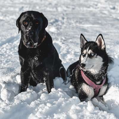 BIG LOVE :) mit 2 Hunden❣️-Beitrag-Bild