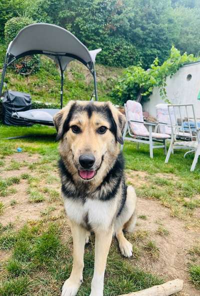 Hundetreffen-Spaziergang mit Spiel und Spaß-Bild