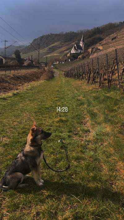 Hundetreffen-Gassirunde-Bild