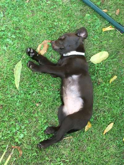 Vom Welpen zum Hund-Beitrag-Bild