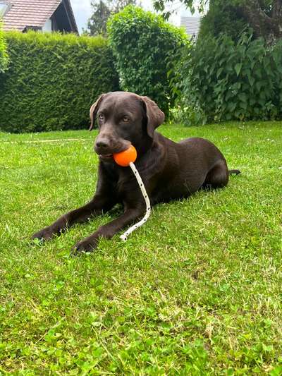 Vom Welpen zum Hund-Beitrag-Bild