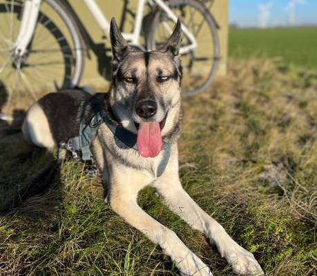 Schäferhund-Beitrag-Bild