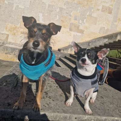 Hundetreffen-Suche Spaziergänger-Bild