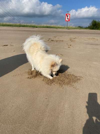 Dogorama Photo Challenge - Buddeln-Beitrag-Bild