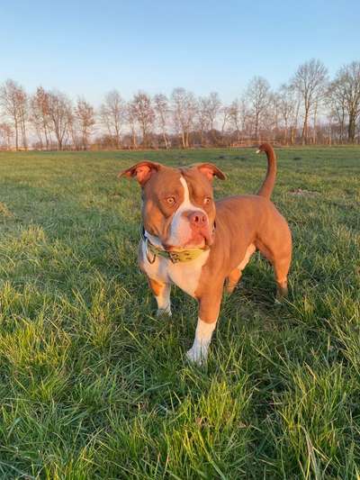 Hundetreffen-Hunderunde Training und spielen-Bild