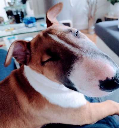 Zeigt mir die tollste Nahaufnahme von eurer Fellnase-Beitrag-Bild