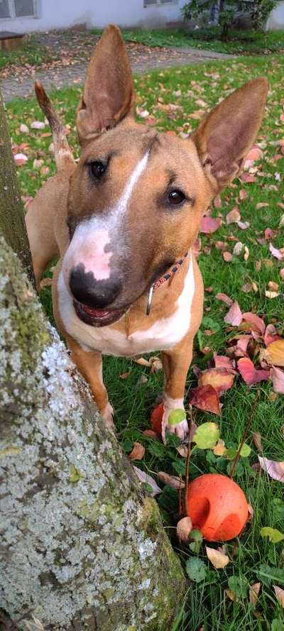 Zeigt mir die tollste Nahaufnahme von eurer Fellnase-Beitrag-Bild