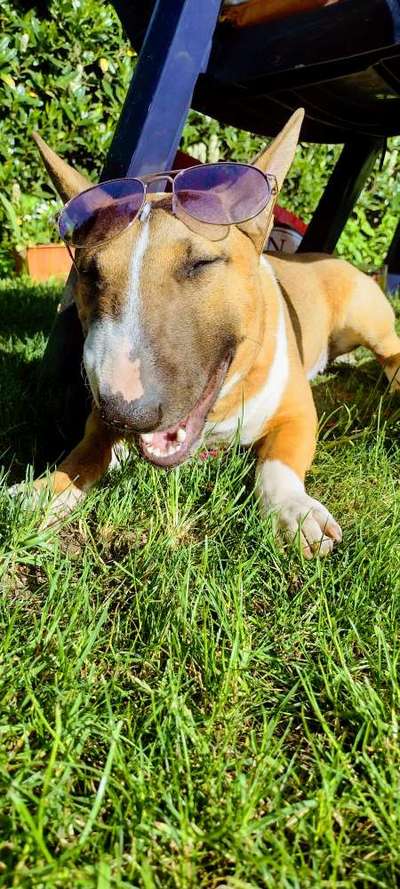 Zeigt mir die tollste Nahaufnahme von eurer Fellnase-Beitrag-Bild