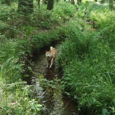 Hundetreffen-Gemütliche Spielzeit Wald, Wiesen, Stadtpark Mo oder KR-Bild