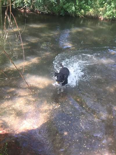 Hundeauslaufgebiet-Oberröblingen an der Helme-Bild