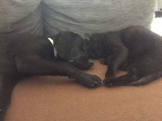 Welpen Bilder !-Beitrag-Bild