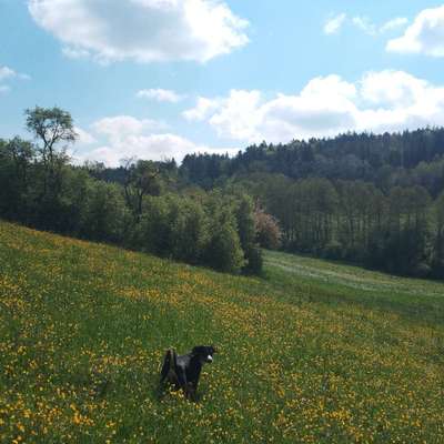 Hundetreffen-Gemeinsames Gassi, Spielen-Bild