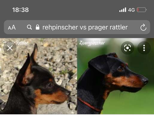 Wo sind die Zwergpinscher?-Beitrag-Bild