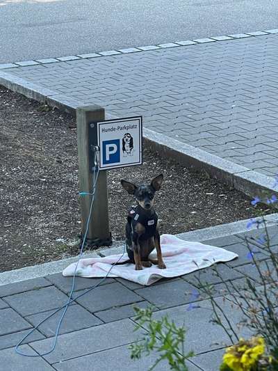 Wo sind die Zwergpinscher?-Beitrag-Bild