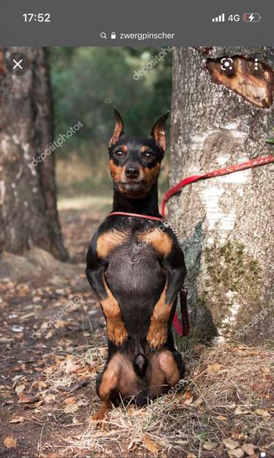 Wo sind die Zwergpinscher?-Beitrag-Bild