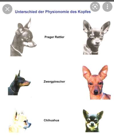 Wo sind die Zwergpinscher?-Beitrag-Bild