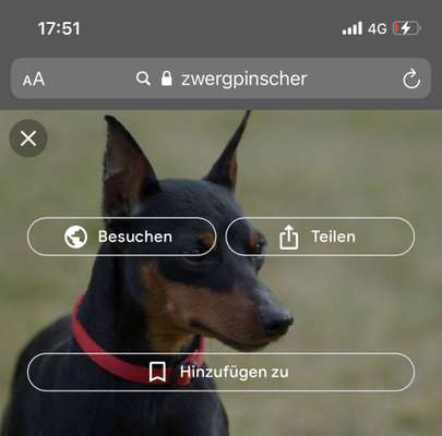 Wo sind die Zwergpinscher?-Beitrag-Bild