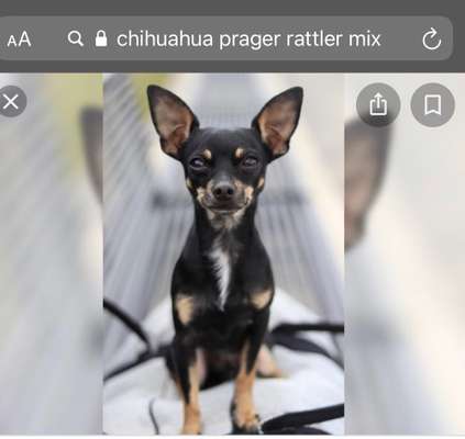 Wo sind die Zwergpinscher?-Beitrag-Bild