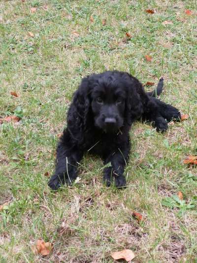 Welpen Bilder !-Beitrag-Bild