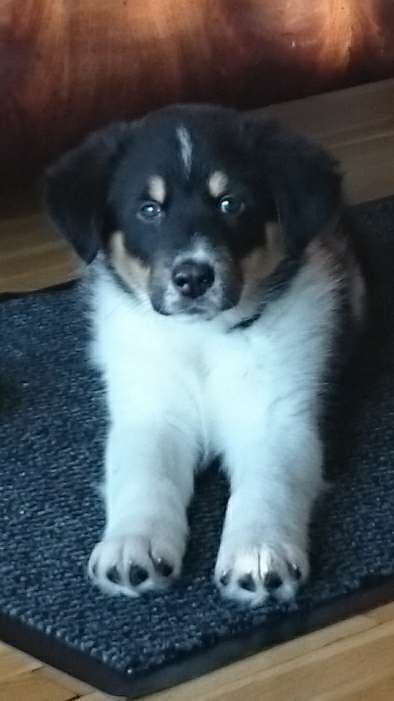 Welpen Bilder !-Beitrag-Bild