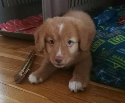 Welpen Bilder !-Beitrag-Bild