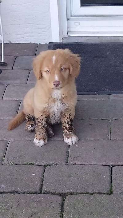 Welpen Bilder !-Beitrag-Bild