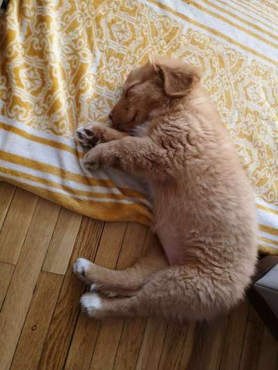 Welpen Bilder !-Beitrag-Bild