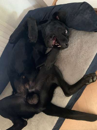 Dogorama Photo Challenge - Spielgesicht-Beitrag-Bild