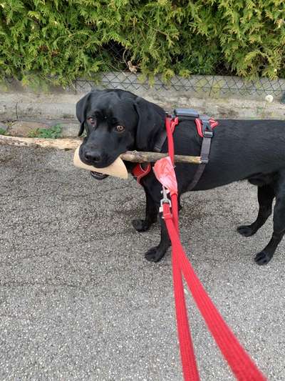 Hunde Memes-Beitrag-Bild