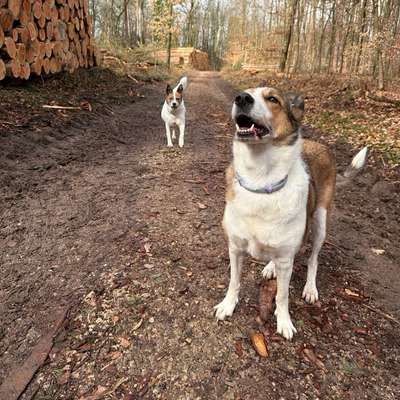 Hundetreffen-Gassi Fürther Stadtwald-Bild