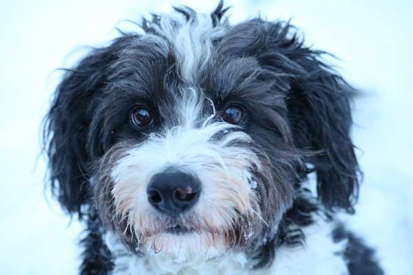 Dogorama Photo Challenge - Portrait-Beitrag-Bild