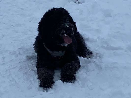 Hundetreffen-Hundewiese Raum Bielefeld-Bild