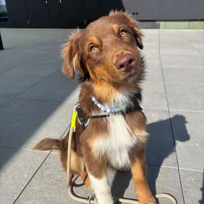 Hundetreffen-Social Walk-Bild
