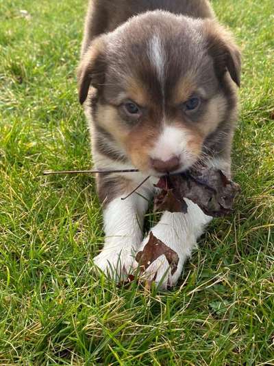 Fotochallenge Guten Appetit! Dein Hund beim futtern-Beitrag-Bild