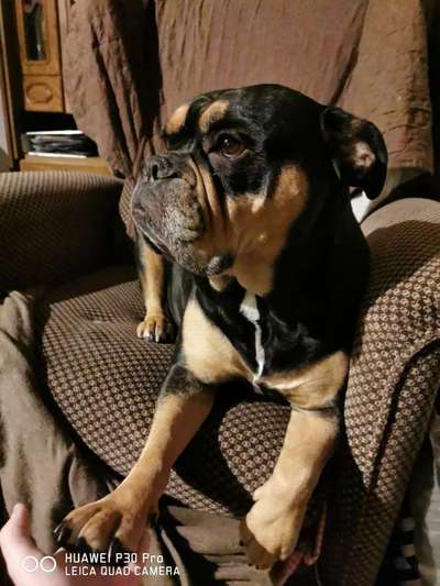 Olde English Bulldogge-Beitrag-Bild