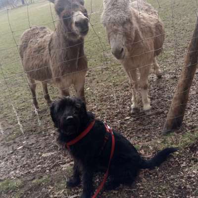 Hundetreffen-Spaziergang und Tricks üben-Bild