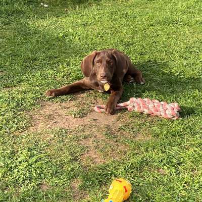 Hundetreffen-Gassirunde-Bild