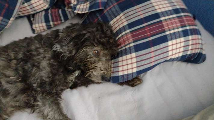 Mischlinge raten - Rätselspaß-Beitrag-Bild