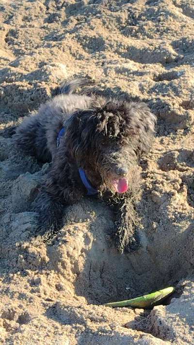 Dogorama Photo Challenge - Lieblingsspielzeug!-Beitrag-Bild