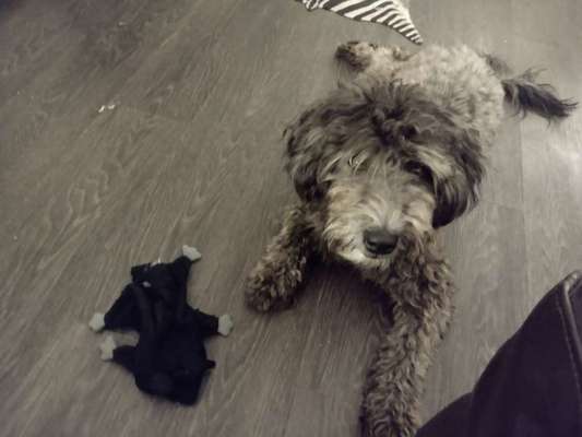 Mischlinge raten - Rätselspaß-Beitrag-Bild