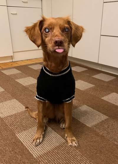 Fotochallenge Nr. 59 - Mein Hund zeigt die Zunge-Beitrag-Bild