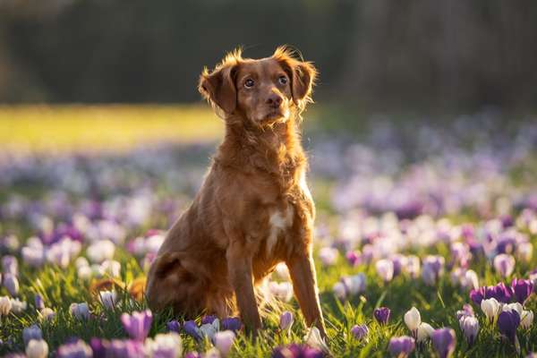 Dogorama Photo Challenge - Der Frühling kommt-Beitrag-Bild
