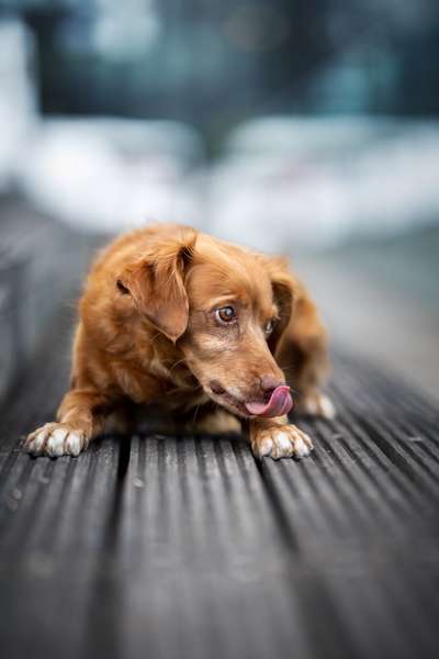 Dogorama Photo Challenge - Portrait-Beitrag-Bild